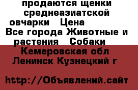 продаются щенки среднеазиатской овчарки › Цена ­ 30 000 - Все города Животные и растения » Собаки   . Кемеровская обл.,Ленинск-Кузнецкий г.